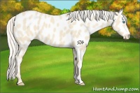 Horse Color:Cremello Near Leopard 