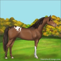 Horse Color:Liver Chestnut Varnish