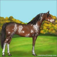 Horse Color:White Spotted Liver Chestnut 