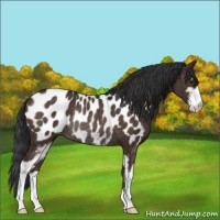 Horse Color:Liver Chestnut Sabino Blanket Rabicano 