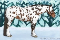 Horse Color:White Spotted Liver Chestnut Near Leopard 