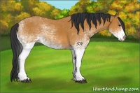 Horse Color:White Spotted Bay 