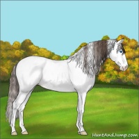 Horse Color:White Spotted Liver Chestnut Splash Appaloosa 