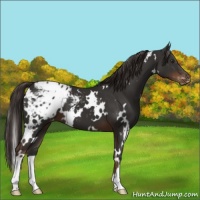 Horse Color:White Spotted Liver Chestnut Appaloosa 