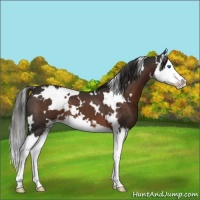 Horse Color:White Spotted Liver Chestnut Sabino Splash 