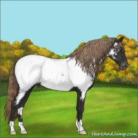 Horse Color:Liver Chestnut Appaloosa