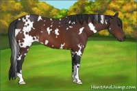 Horse Color:White Spotted Brown 