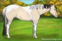 Horse Color:Amber Champagne Dun Tobiano