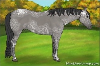 Horse Color:Grullo Ice 