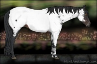 Horse Color:Brown Appaloosa 