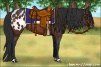 Horse Color:Brown Appaloosa