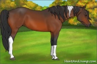Horse Color:Bay Tobiano Rabicano 