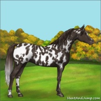 Horse Color:White Spotted Liver Chestnut Sabino Appaloosa 