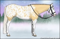 Horse Color:Silver Amber Cream Champagne Splash Appaloosa 