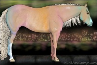 Horse Color:Palomino Rabicano
