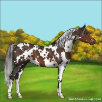Horse Color:White Spotted Liver Chestnut 