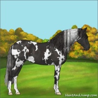 Horse Color:White Spotted Liver Chestnut 