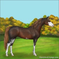 Horse Color:Liver Chestnut Sabino 