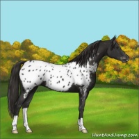 Horse Color:Liver Chestnut Appaloosa 
