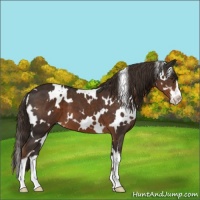 Horse Color:White Spotted Liver Chestnut Sabino 