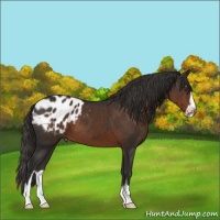 Horse Color:Liver Chestnut Sabino Appaloosa 