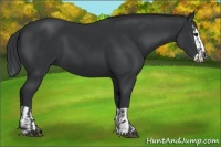 Horse Color:Black  and Black Splash 