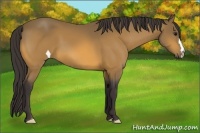 Horse Color:Buckskin 