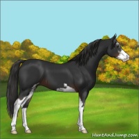 Horse Color:Liver Chestnut Sabino 