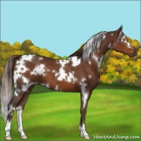 Horse Color:White Spotted Liver Chestnut 