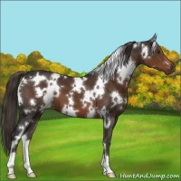 Horse Color:White Spotted Liver Chestnut