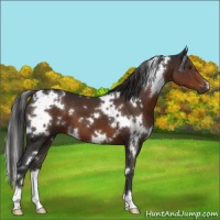Horse Color:White Spotted Liver Chestnut 