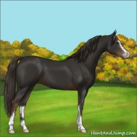 Horse Color:Liver Chestnut Sabino
