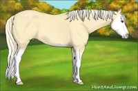 Horse Color:Palomino Dun Splash