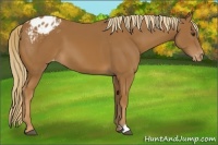 Horse Color:Chestnut Appaloosa