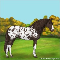 Horse Color:Liver Chestnut Appaloosa 