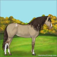 Horse Color:Liver Red Dun Appaloosa 