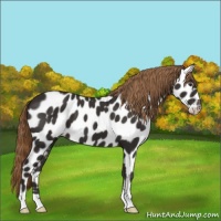 Horse Color:Liver Chestnut Appaloosa 