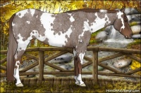 Horse Color:White Spotted Liver Red Roan 