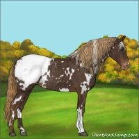 Horse Color:White Spotted Liver Chestnut Snowcap Rabicano 