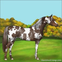 Horse Color:White Spotted Liver Chestnut Rabicano 