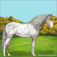 Horse Color:White Spotted Liver Chestnut Appaloosa 