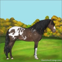 Horse Color:Brown Appaloosa