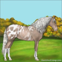Horse Color:Liver Chestnut Pearl Appaloosa