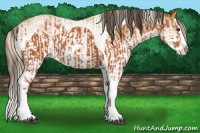 Horse Color:Silver Bay Splash Tobiano  and White Spotted Buckskin Splash 