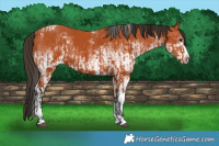 Horse Color:Bay Splash Tobiano  and White Spotted Bay 