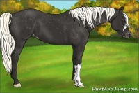 Horse Color:Liver Chestnut Mushroom Varnish 