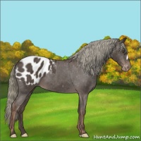 Horse Color:Liver Chestnut Appaloosa