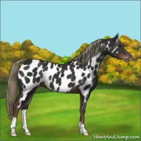 Horse Color:Liver Chestnut Appaloosa 