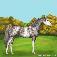Horse Color:White Spotted Liver Chestnut 