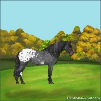 Horse Color:Blue Roan Sabino Appaloosa Rabicano